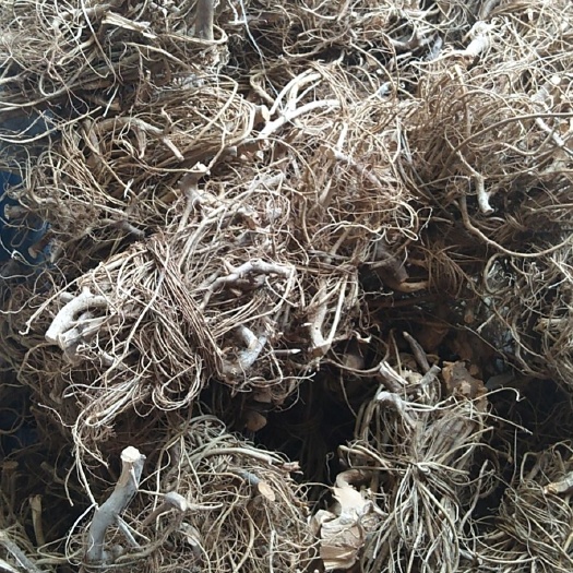 博罗县牛奶树根