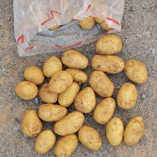 平阴县黄心土豆  1—3～2—4两荷兰十五黄心小土豆，量大质量好