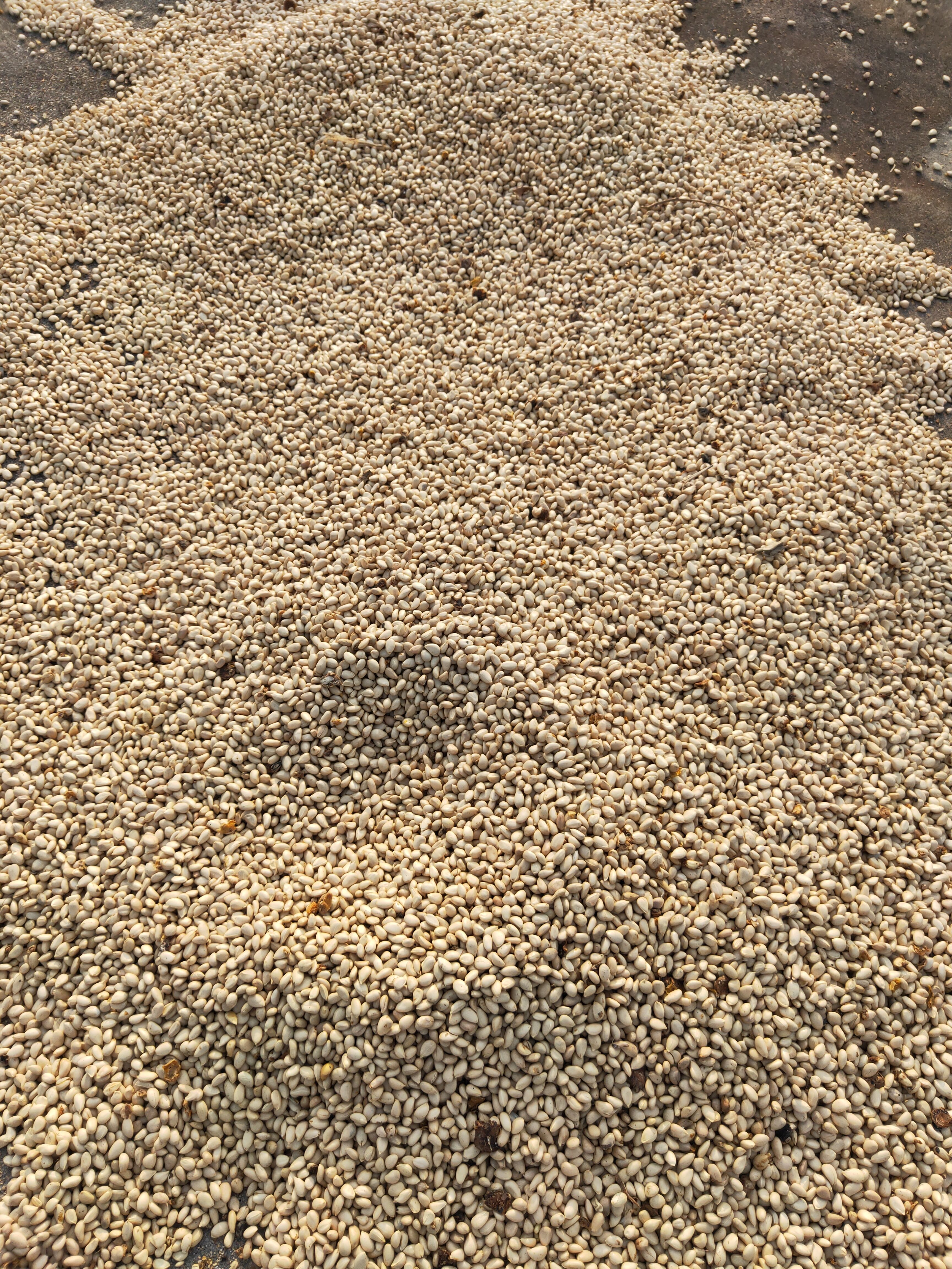 枳壳苗批发价格便宜枳壳苗种子预定优惠