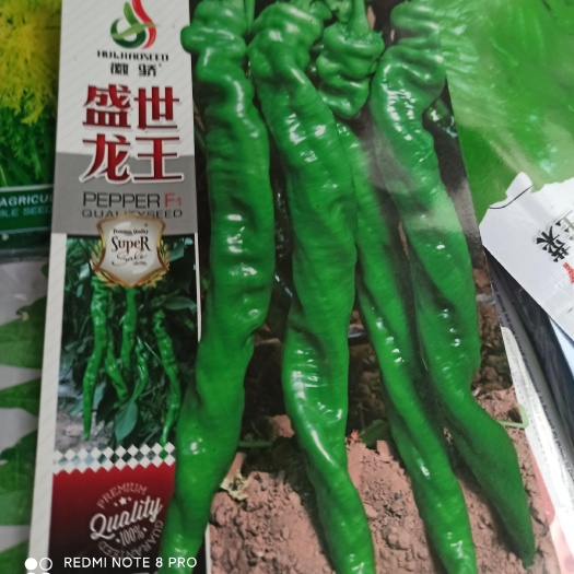 夏邑县螺丝椒种子  精品龙椒果啤绿色辣味浓，耐运输，耐低产量高，鲜艳，皮薄汁脆。