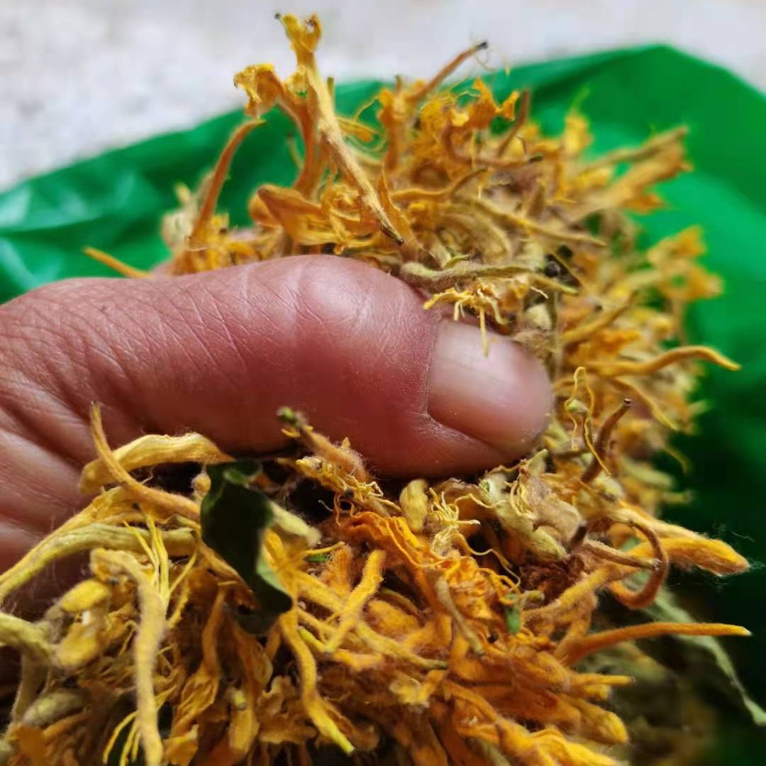 四季金银花烘干