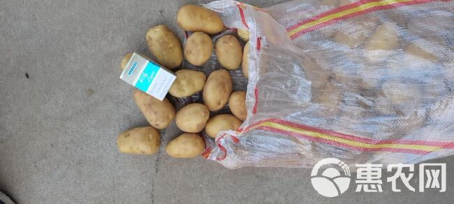 黄心土豆  1—3～2—4两荷兰十五黄心小土豆，量大质量好