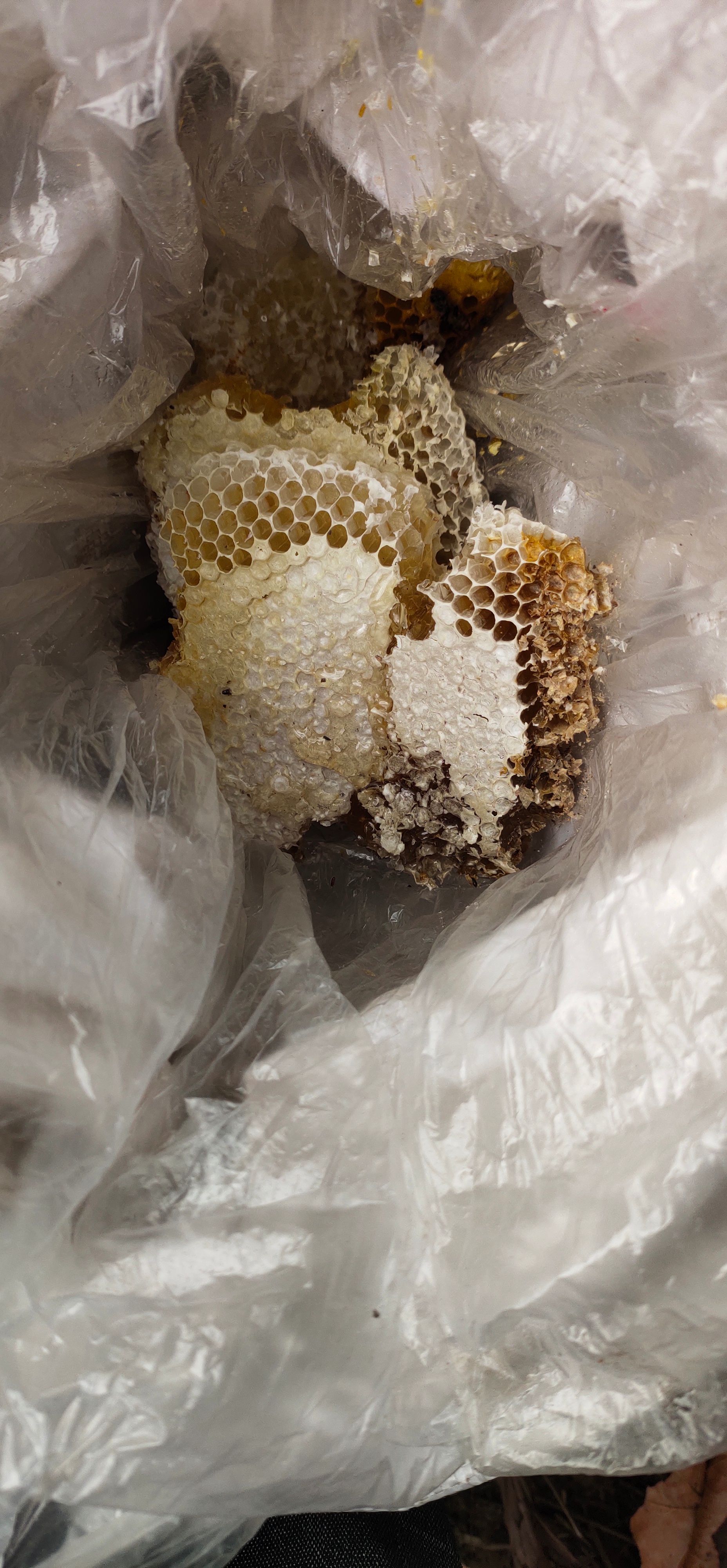 野蜂蜜 纯野~百花蜂蜜