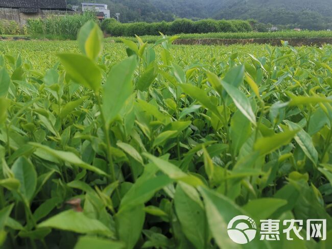 福鼎大毫茶苗 福建茶树苗基地 茶苗批发