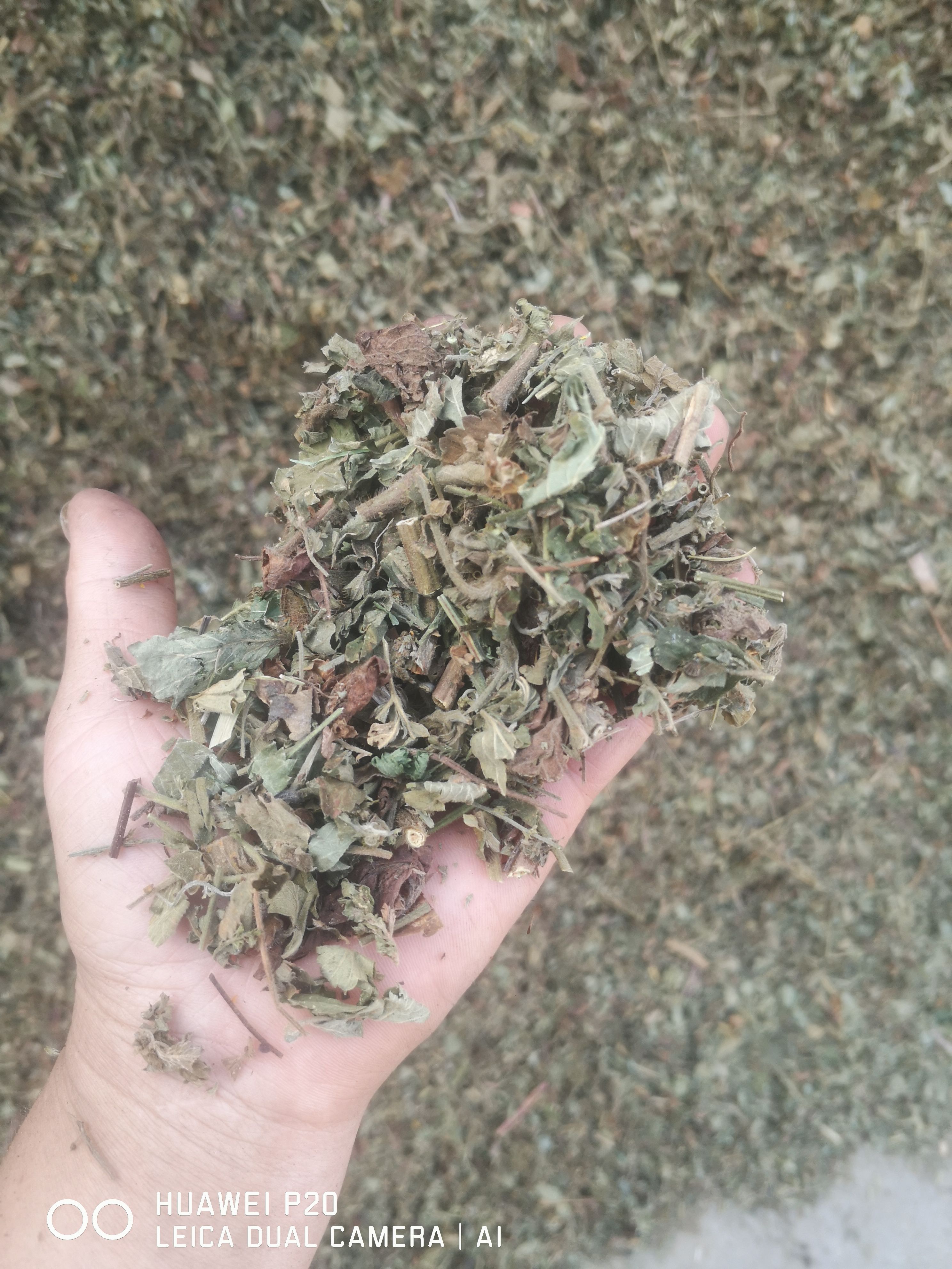 仙鹤草