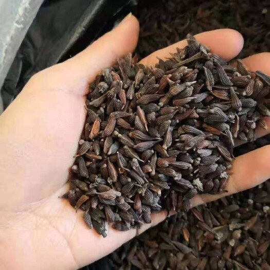 马关县百部种子  对叶直立红花百部种子包技术