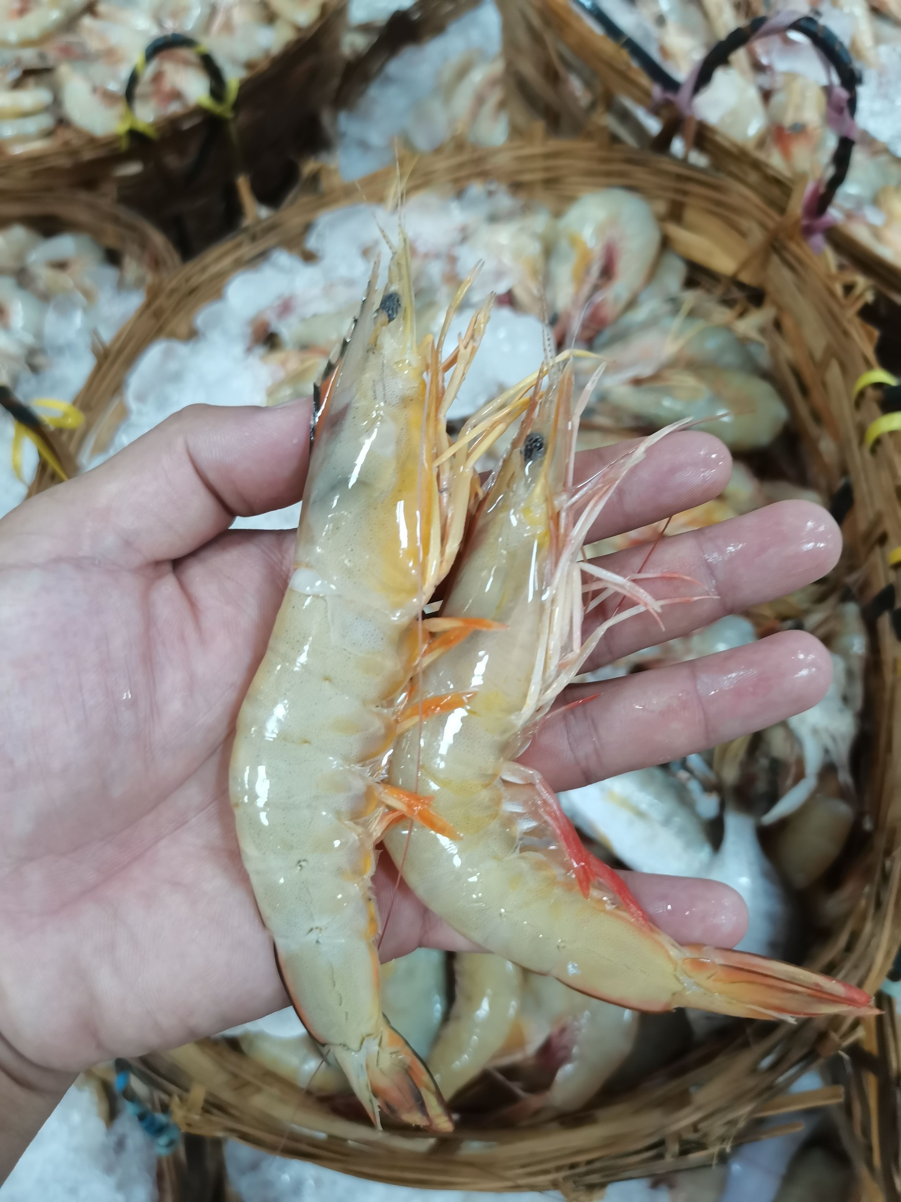 南美白对虾 明虾，码头新鲜明虾上岸，看的见品质，金黄色，