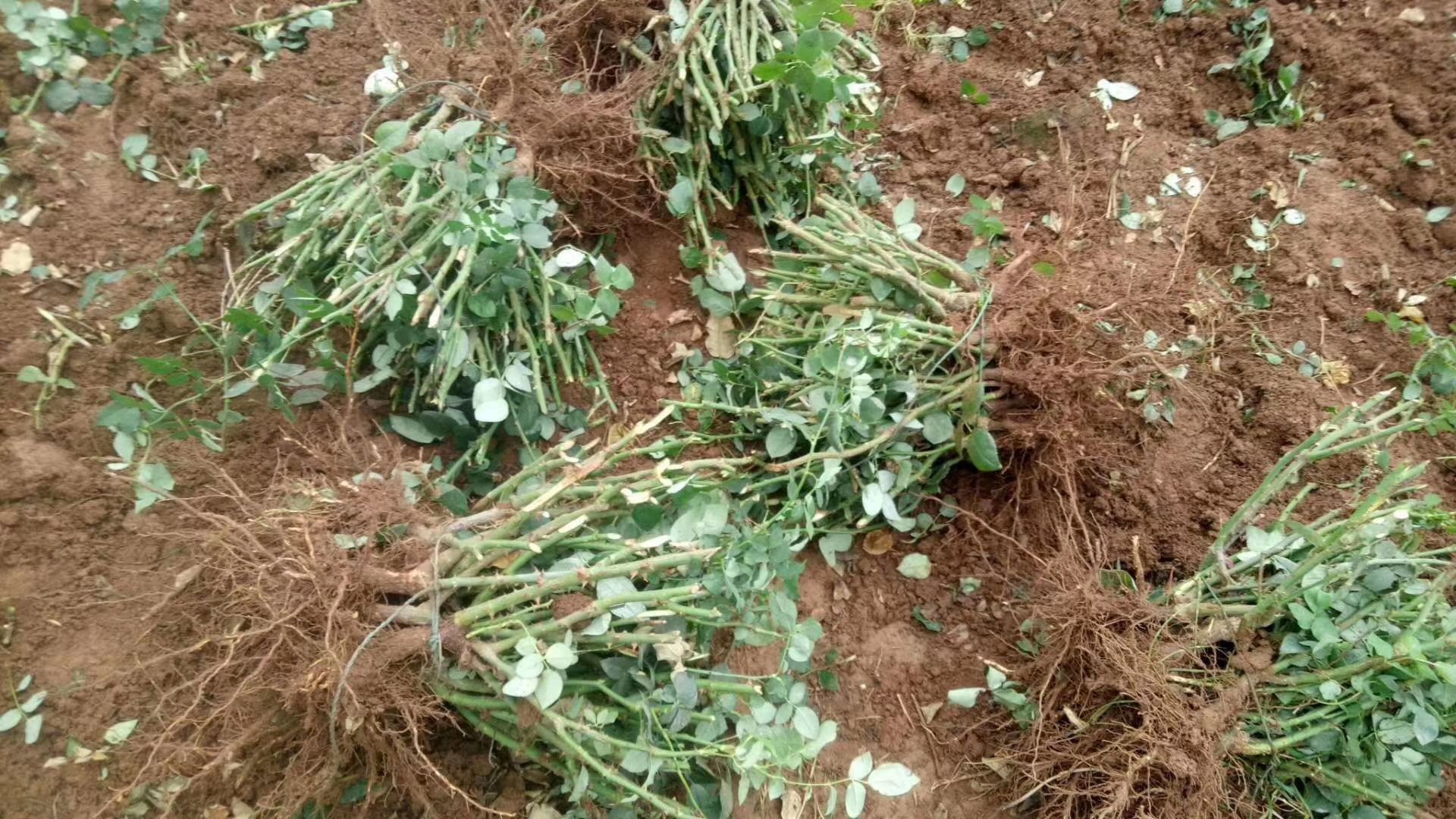 大花月季苗 月季大苗 品种月季花苗 绿化工程苗