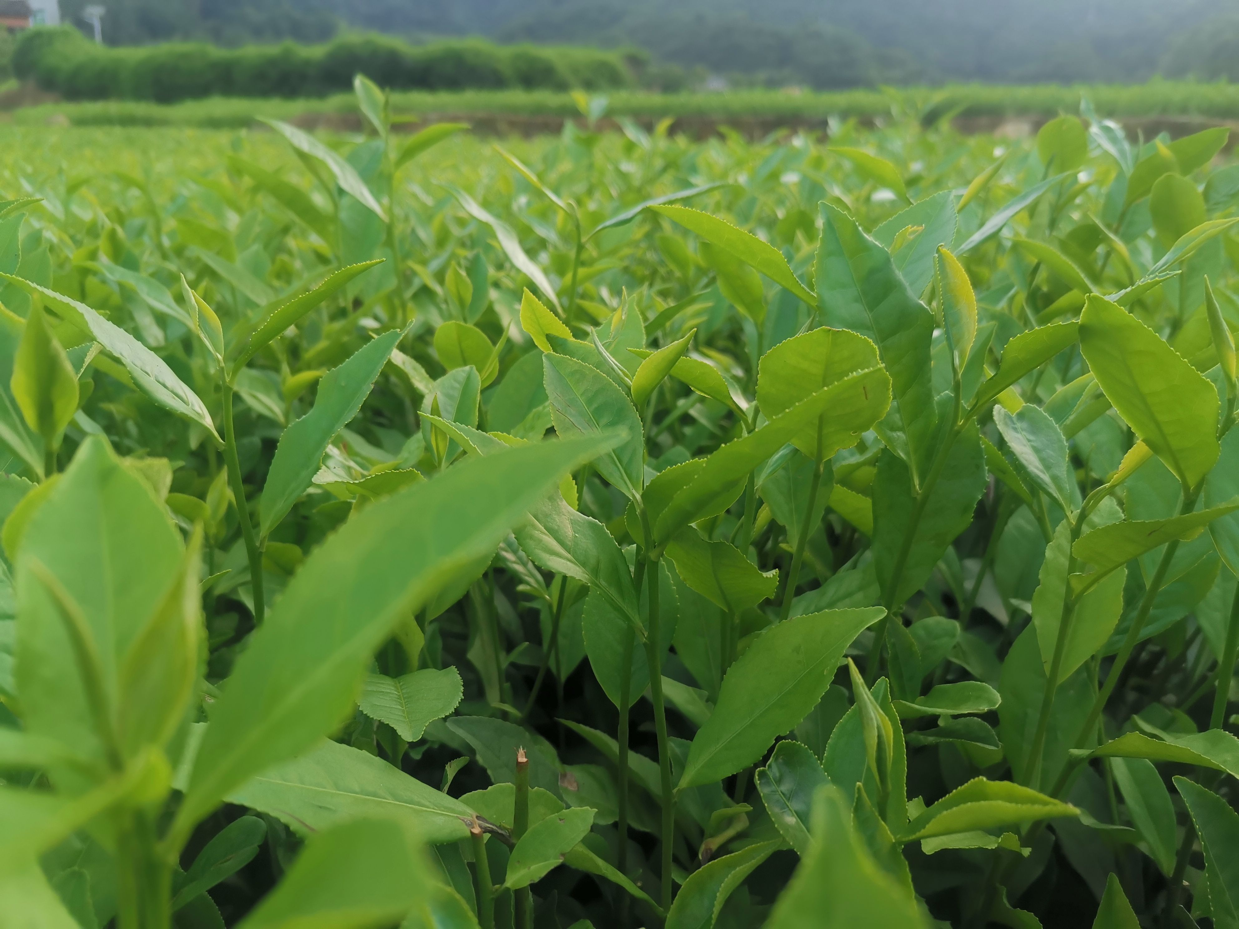福鼎大毫茶苗 福建茶树苗基地 茶苗批发
