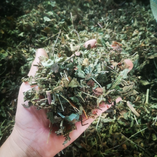宁强县仙鹤草