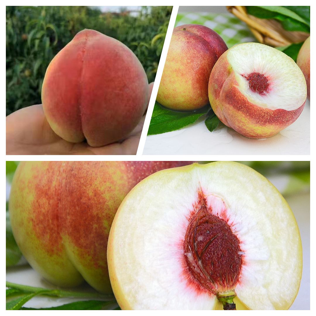  青州蜜桃冬雪蜜脆甜非水蜜桃离核桃子能吃五斤包邮