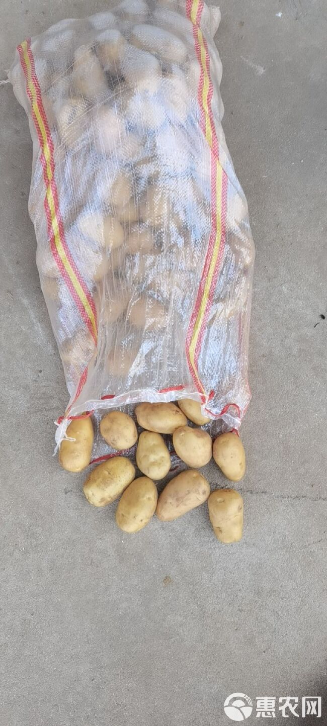 黄心土豆  1—3～2—4两荷兰十五黄心小土豆，量大质量好