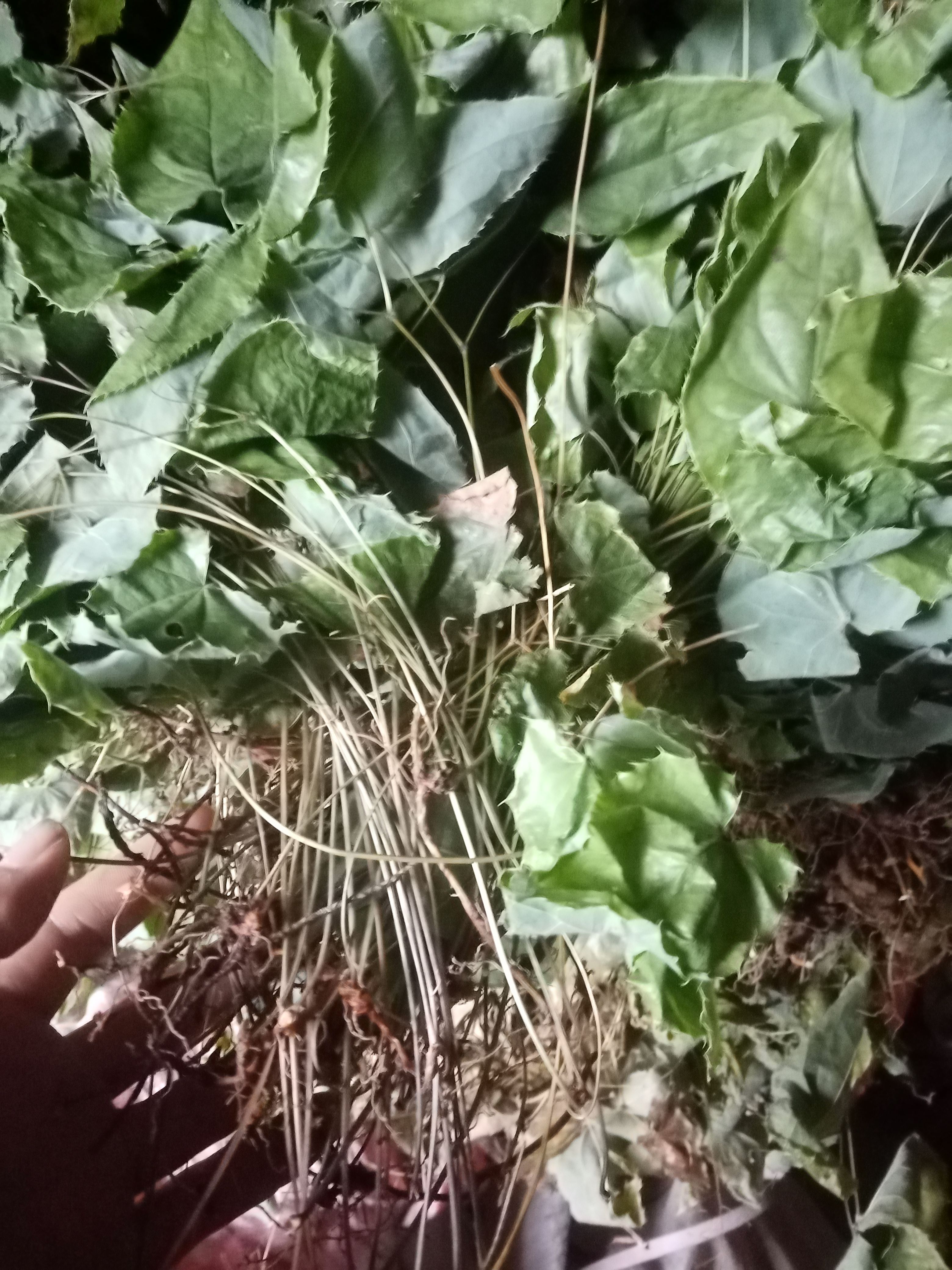 柔毛淫羊藿  淫羊藿  圆叶淫羊藿 非人工种植