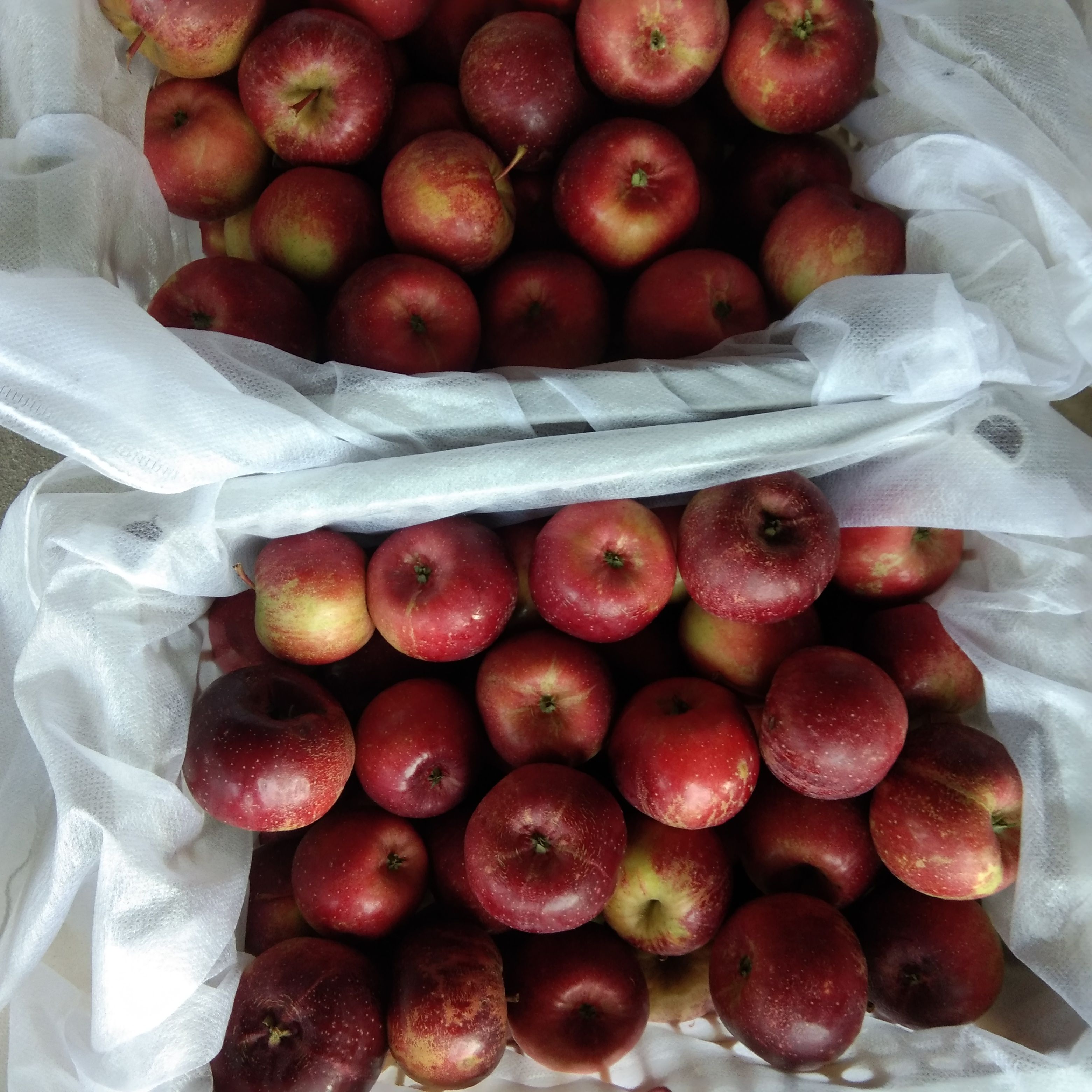 火龙果 辽宁省铁岭市开原市 