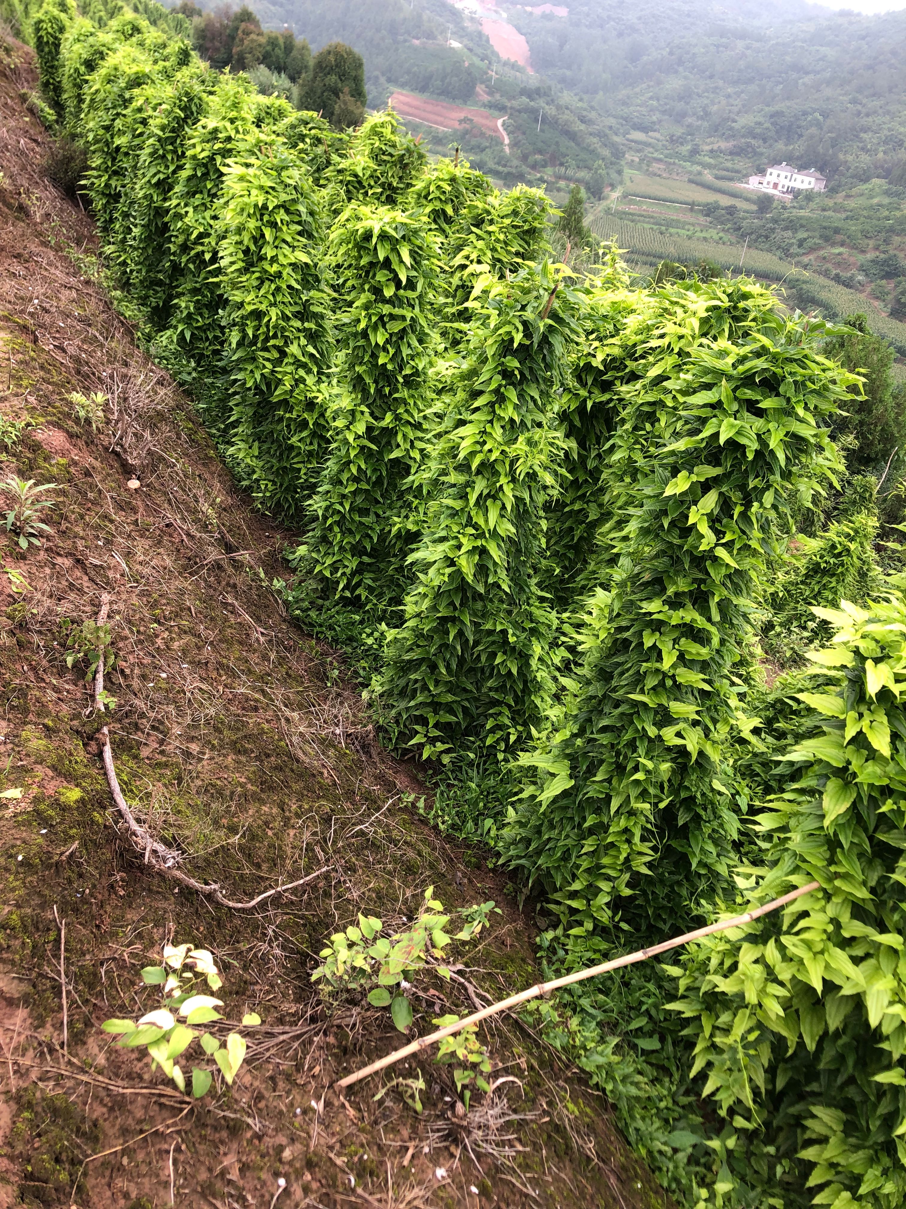 优质云南紫花百部种子 对叶百部种子基地直发提供种植技术指导