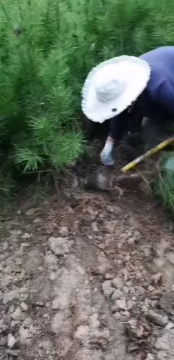 徽县白皮油松 白皮松杯苗18/18/21/21
