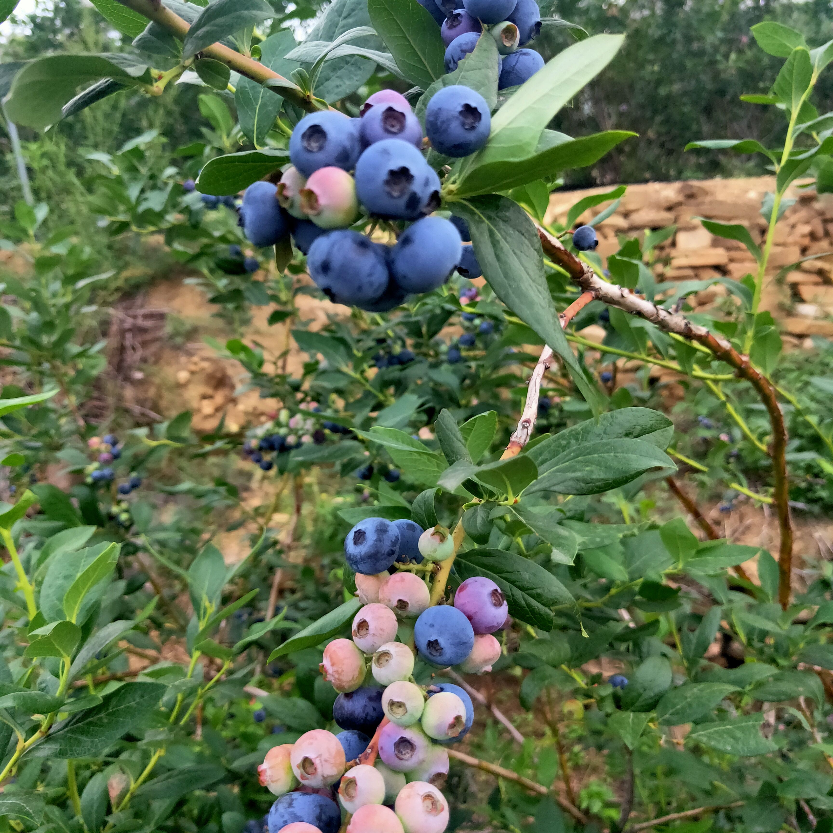 薄雾蓝莓苗  带杯品种纯正技术指导免费