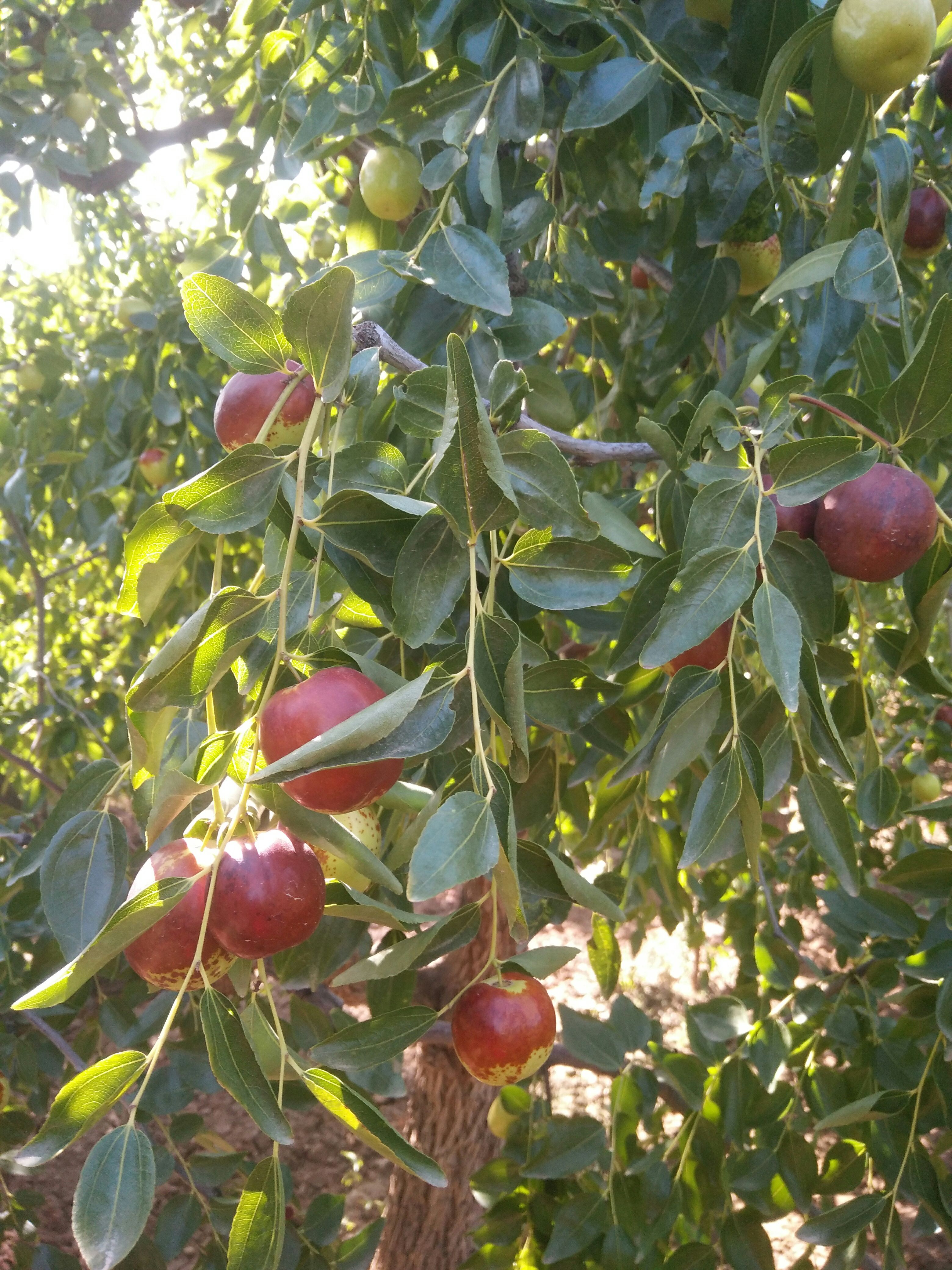 骏枣  景泰红枣