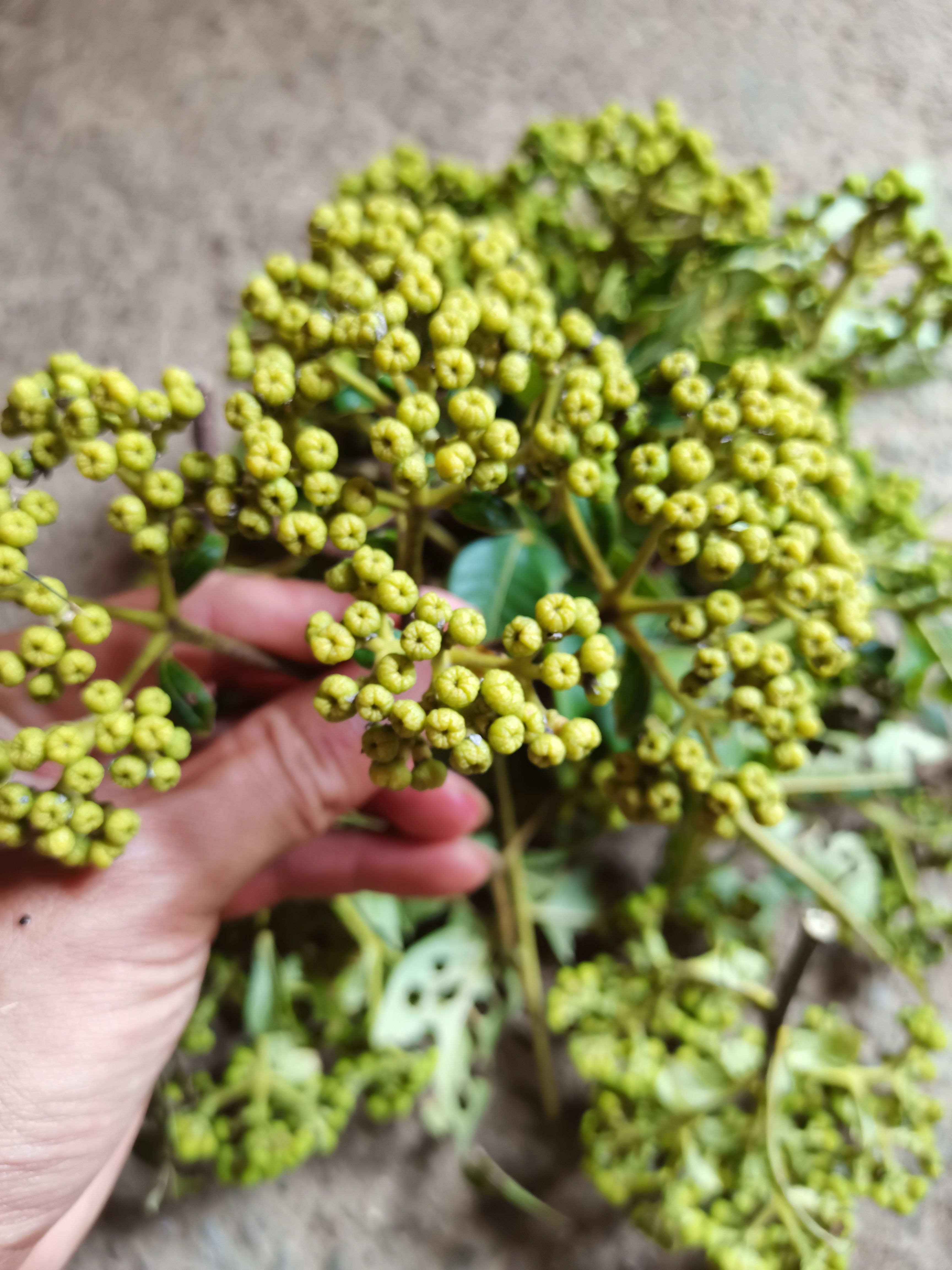  广西高产中花吴茱萸/茶辣/吴萸/吴茱萸干货/