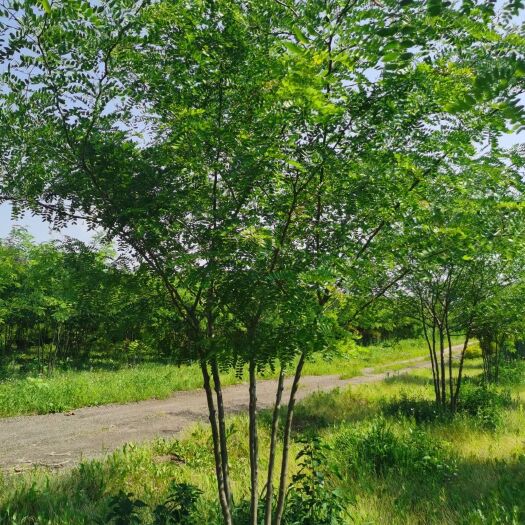 山皂荚树 丛生皂角 单杆皂角 东北皂角行道树 圃地一级好苗 量大从优