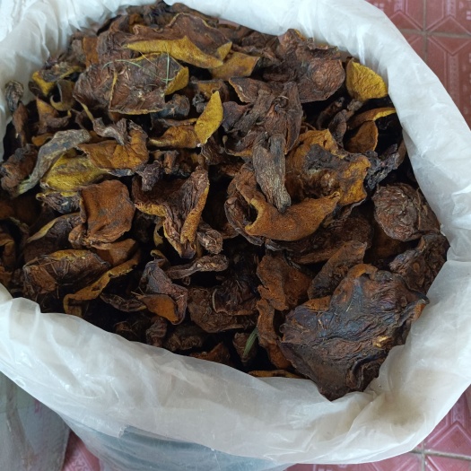涿州市承德野生蘑菇