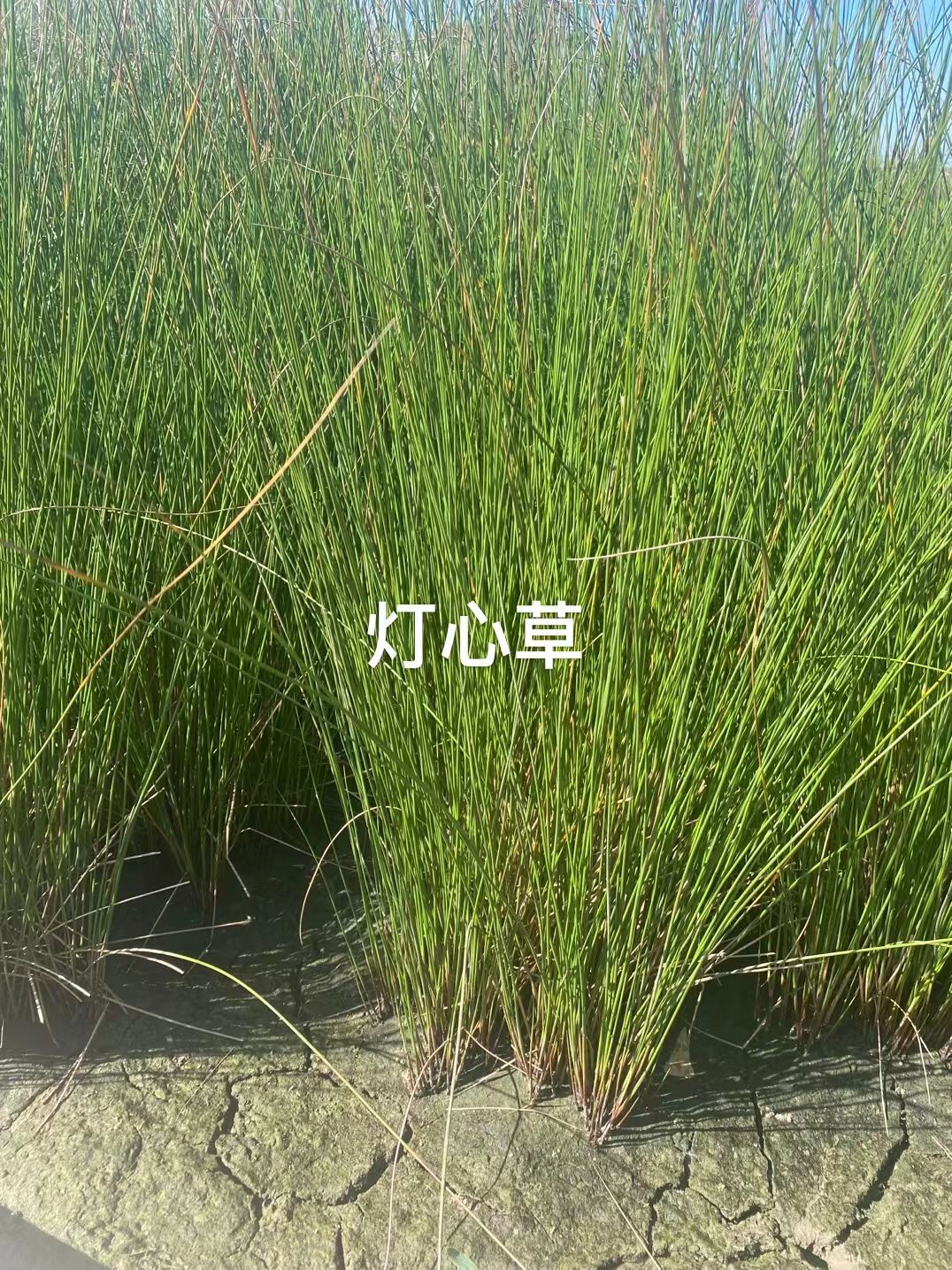 水葱