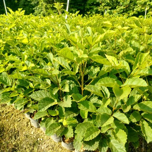 普宁市黄花风铃木多花品种