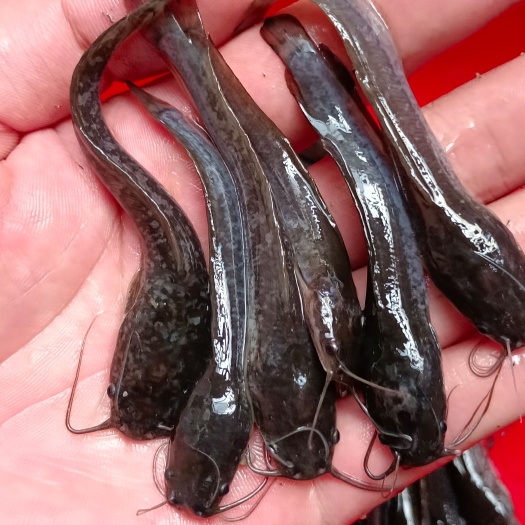 南宁埃及塘鲺鱼苗  优质杂交良种快大三黄埃及鱼苗，埃及养殖快，全