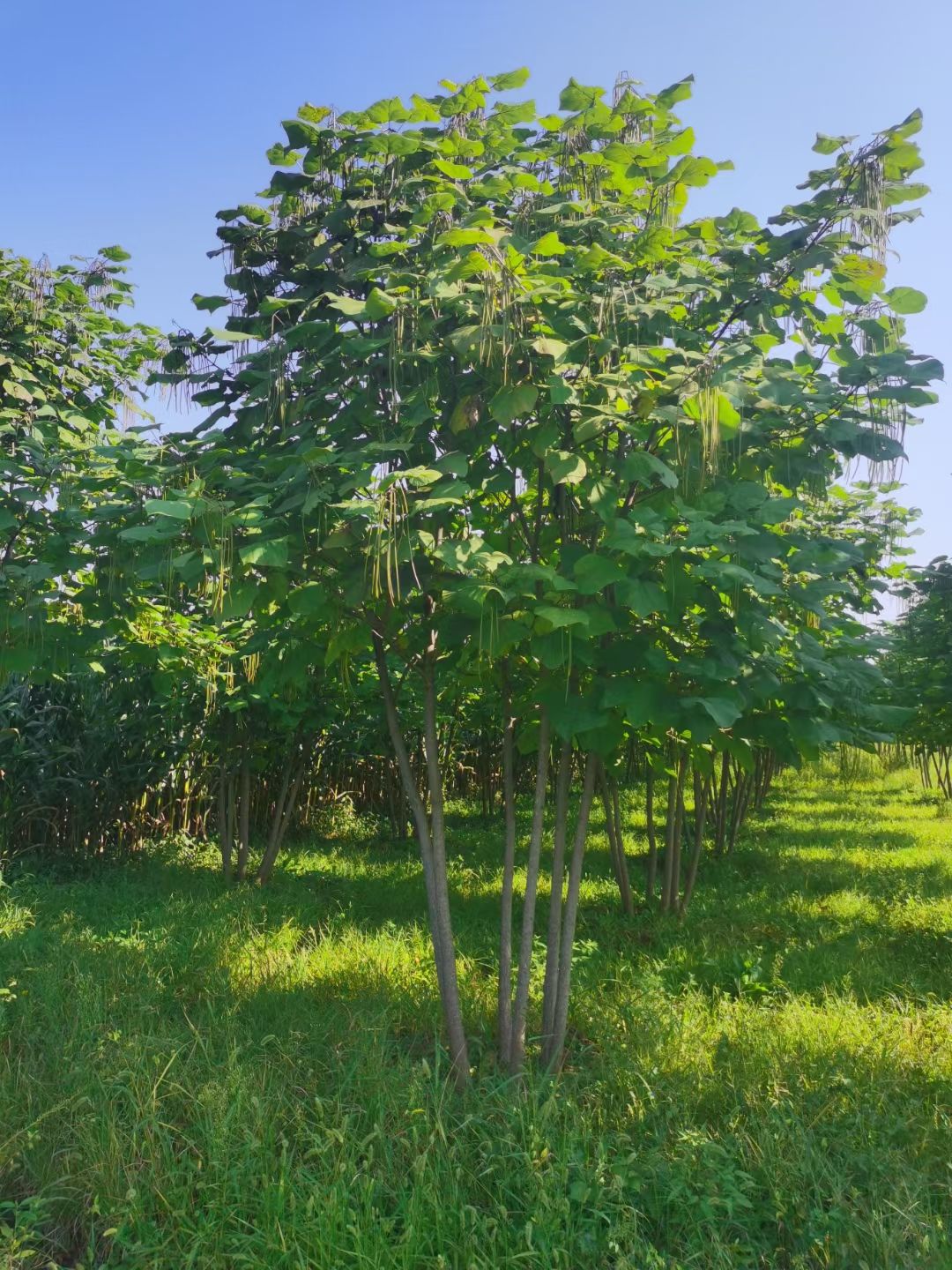 山皂荚树 丛生皂角 单杆皂角 东北皂角行道树 圃地一级好苗 量大从优