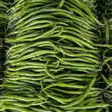 费县 山东费县线椒大量上市中