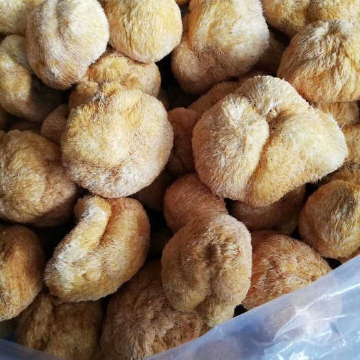 古田县干猴头菇  猴头菇古田干度好新货批发