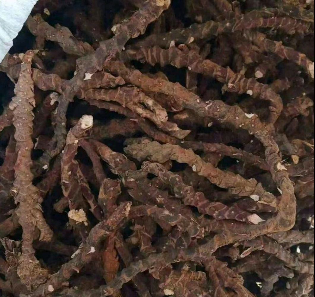 石菖蒲  石昌蒲纯