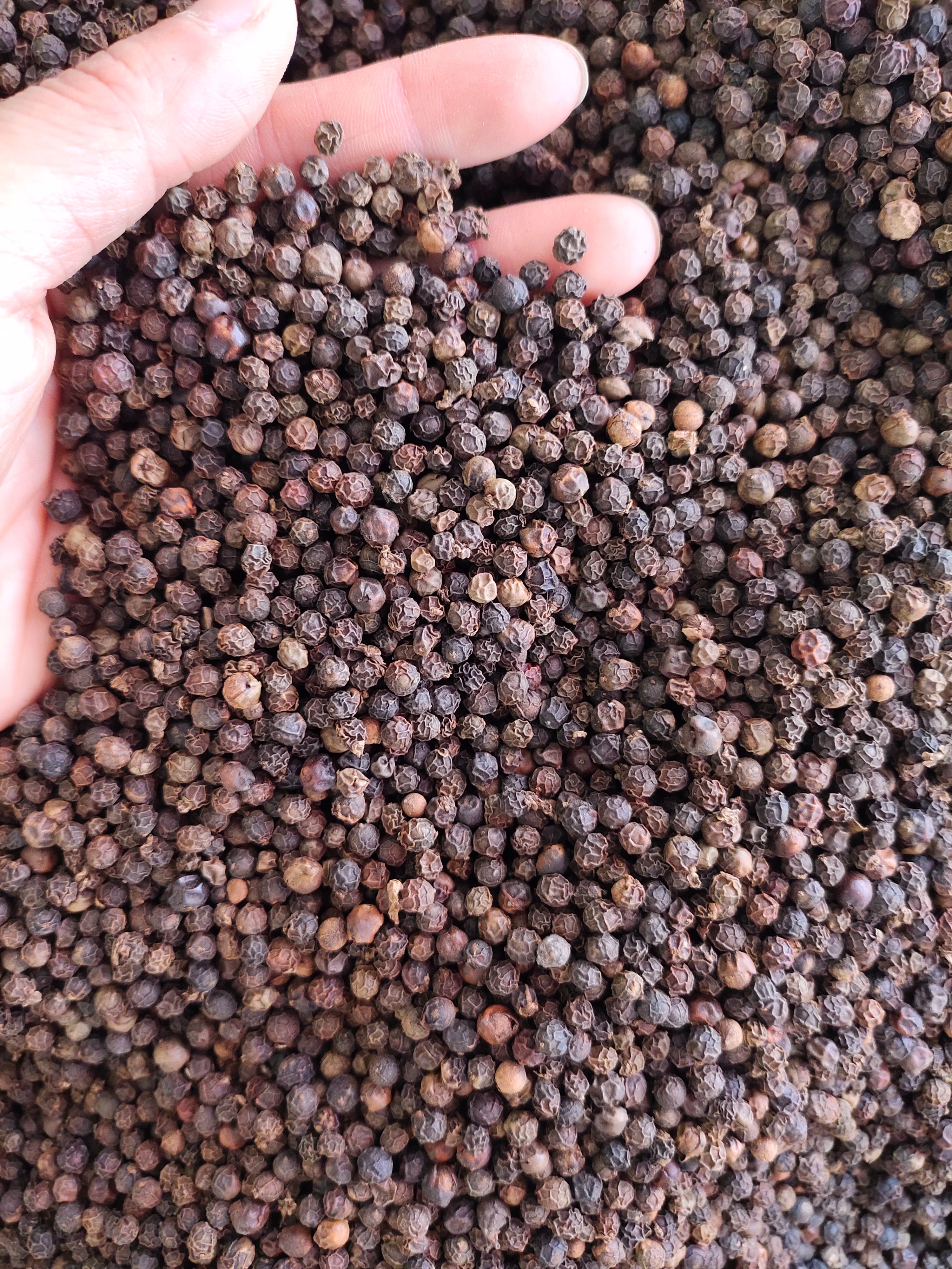 黑胡椒 白胡椒 香料批发