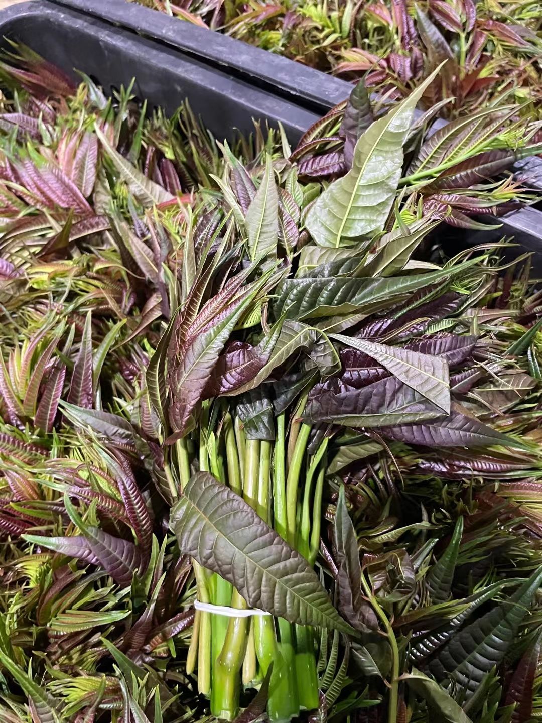 红油香椿 6~9cm 云南省曲靖市师宗县 