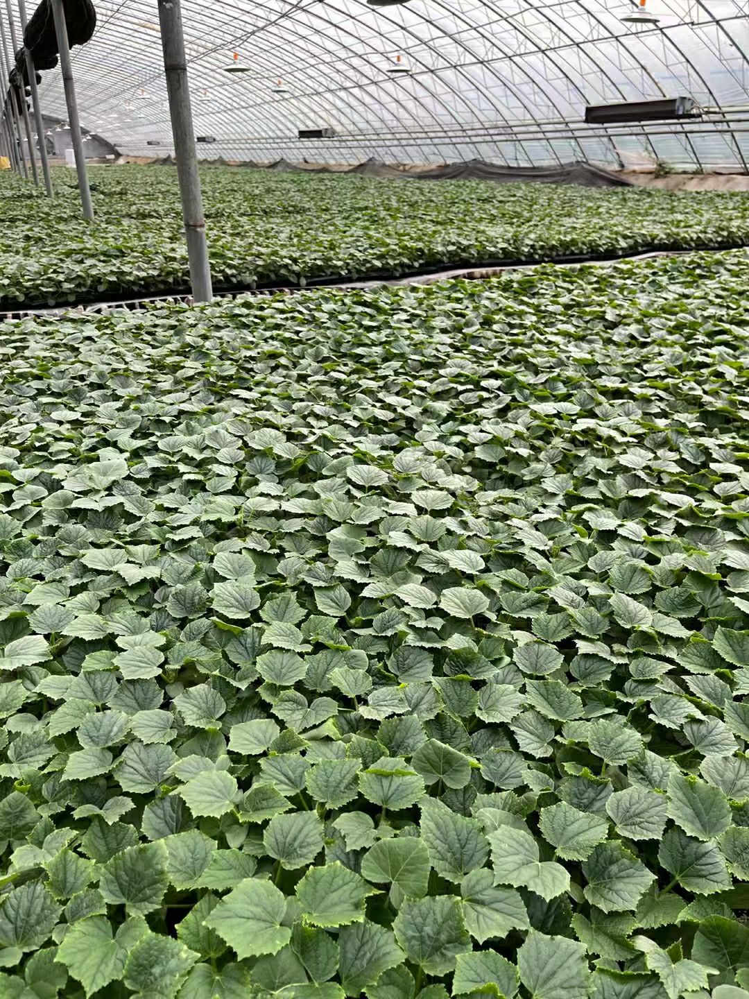 黄瓜种苗  嫁接黄瓜苗