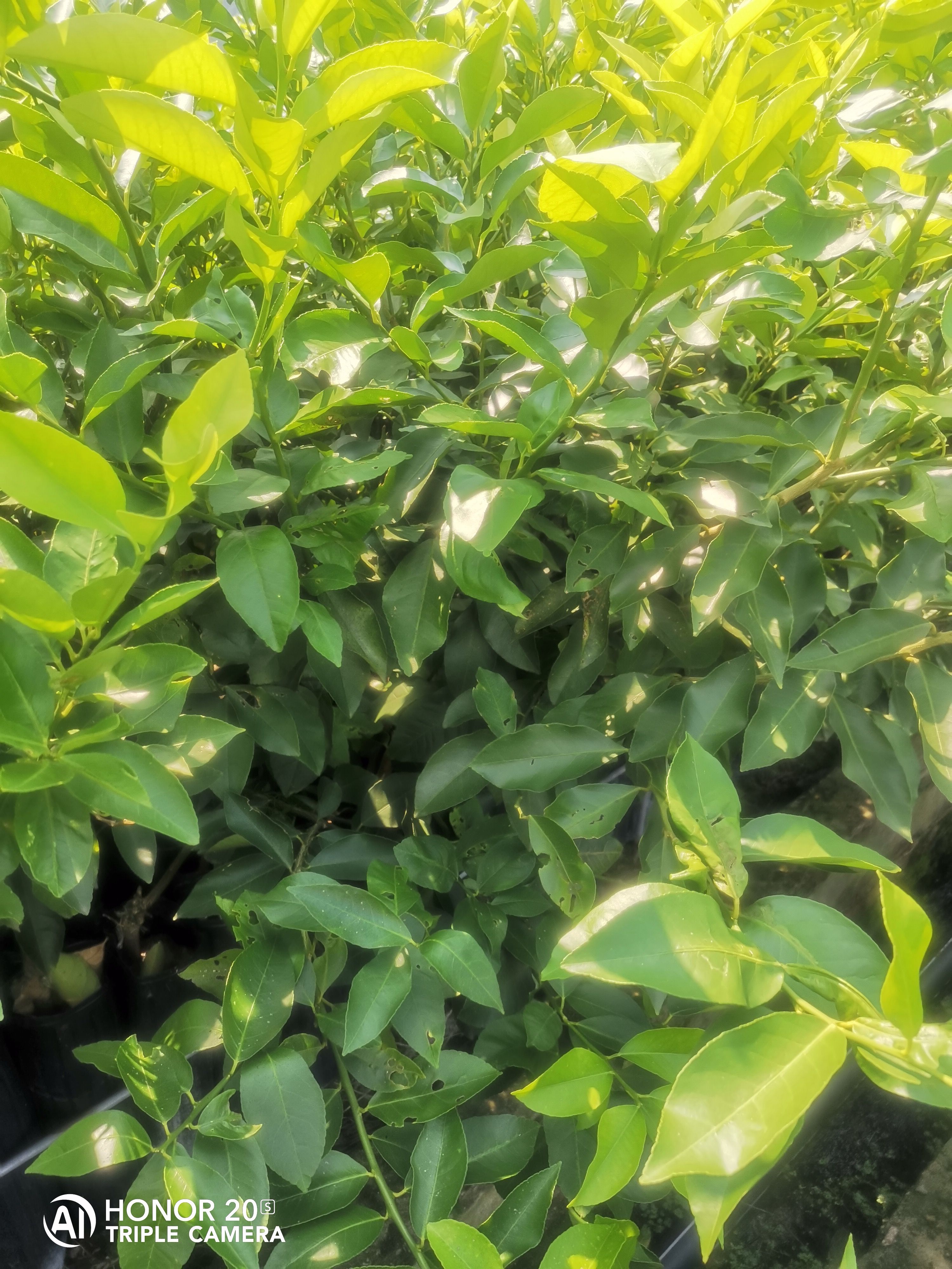 尤力克柠檬苗、批量出售，苗好价优。