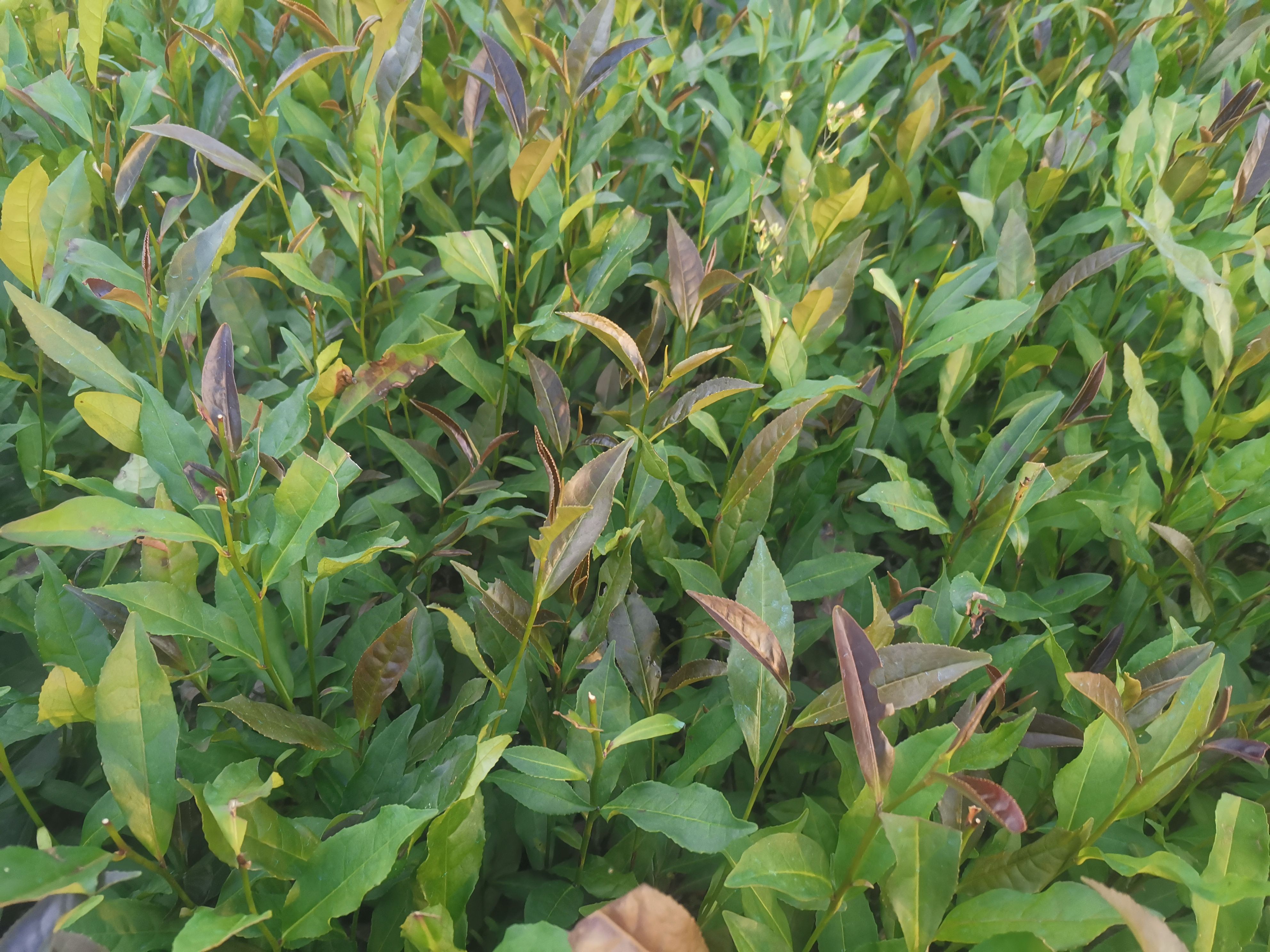 紫鹃茶树苗  云南紫娟茶树苗 一年生冬插苗福建福安
