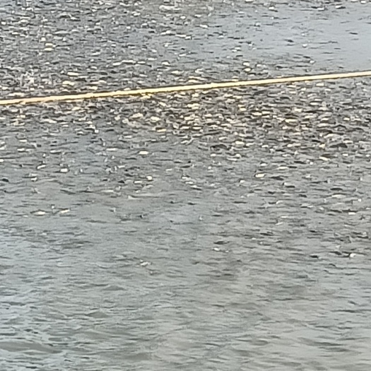 永修县建鲤  大水库鲤鱼规格标准