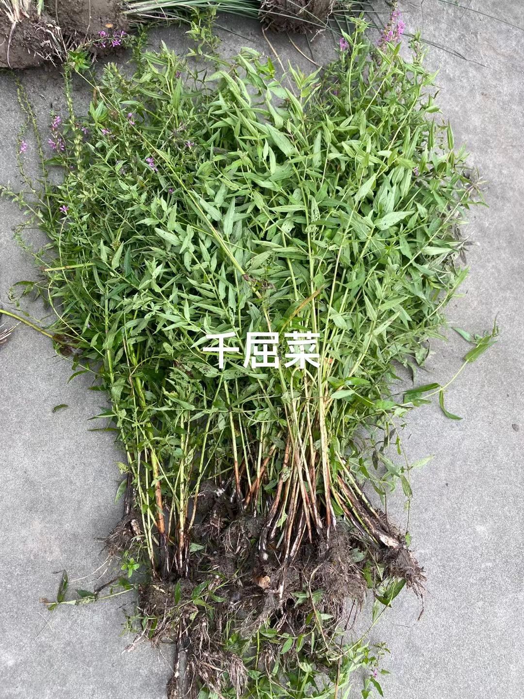 水葱