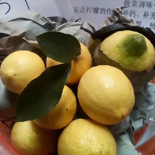 安岳县尤力克柠檬  自家果园柠檬自种自销，欢迎各位老板前来基地看果订购。