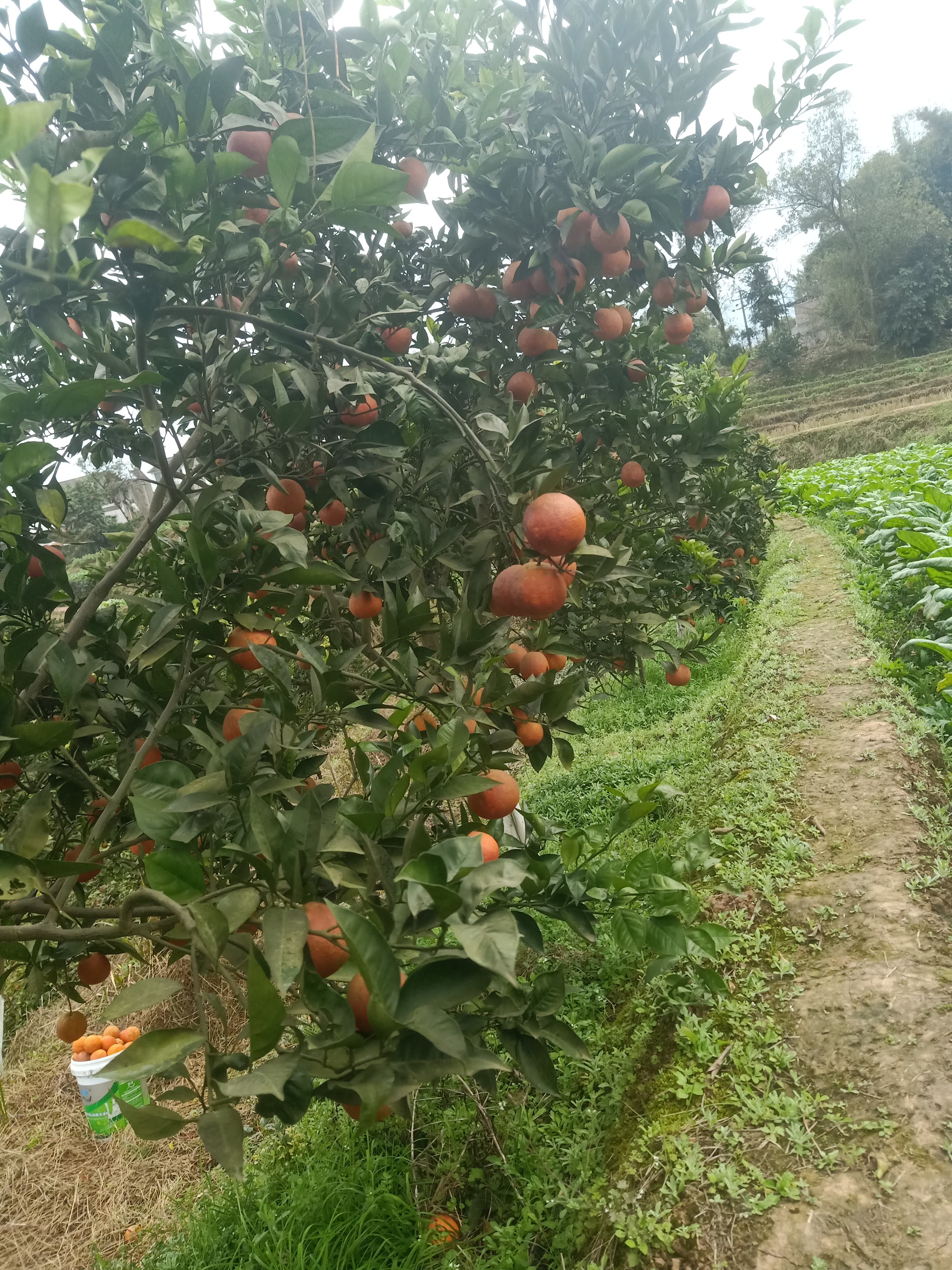  塔罗科血橙