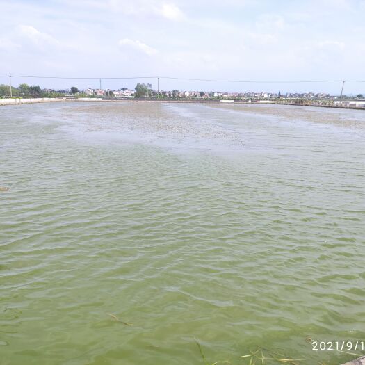 南京固城湖大闸蟹养殖户，大闸蟹礼盒装