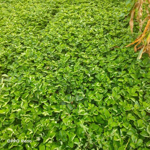辛集市甜查理草莓苗 甜茶理草莓苗