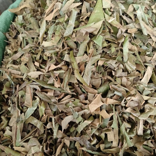 优质枇杷叶可批量可零售量大从优