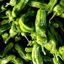 费县山东省费县万亩精品鲜辣椒大量上市中线椒芜湖椒3O1螺