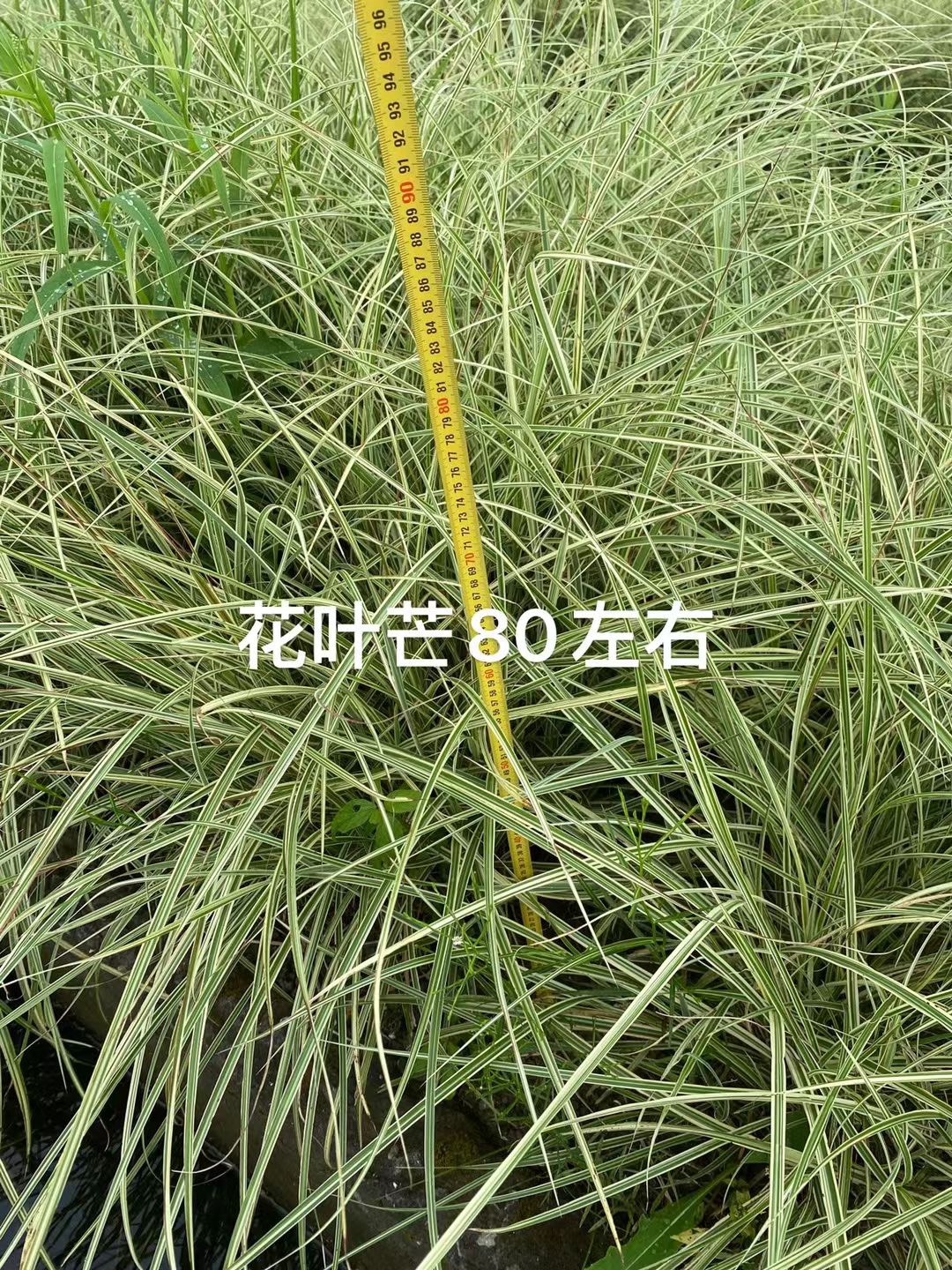 水葱