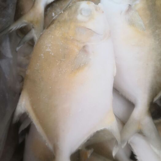 合浦县深海金鲳鱼批发，水产，全规格