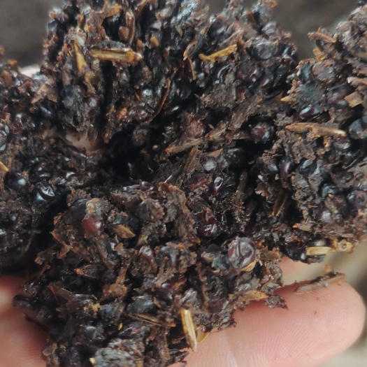 仁怀市茅台镇酱香型捆子白酒糟，大量上市，高品质，高营养，厂家直发