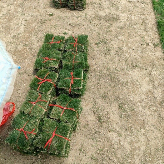 郴州马尼拉草皮  马尼拉草块