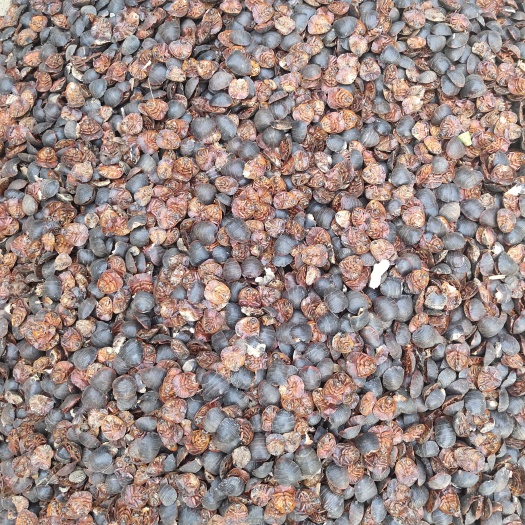 芜湖药用土元(干品，幼苗，卵块，活体虫)